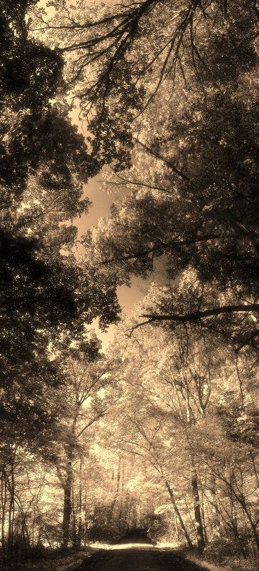 Big trees on Little River - by Tony Karp - Big trees on little river - Techno-Impressionist Museum - Techno-Impressionism - art - beautiful - photo photography picture - by Tony Karp