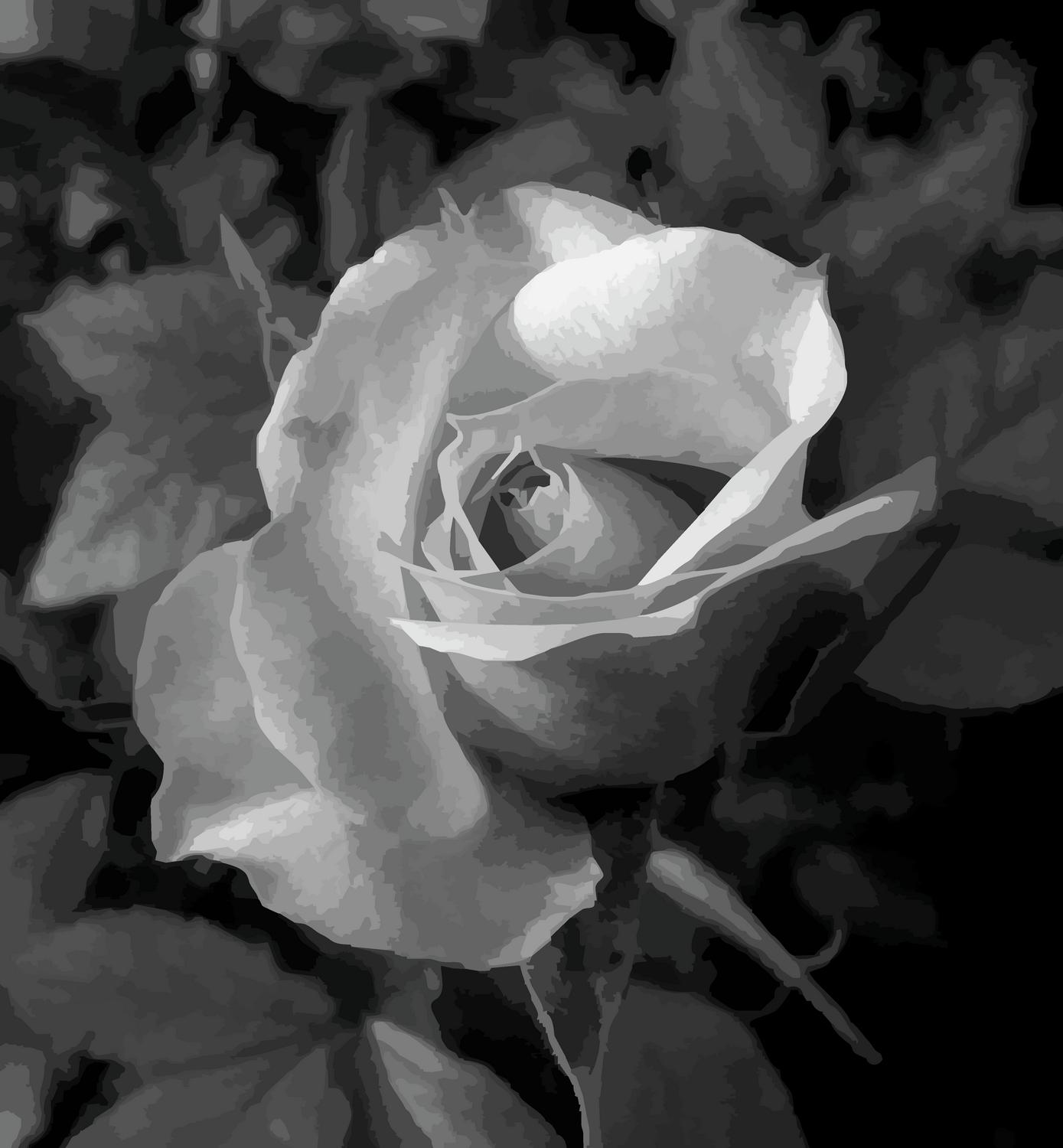 rose in black white and gray - <center>Tove's rose revisited - Techno-Impressionist Museum - Techno-Impressionism - art - beautiful - photo photography picture - by Tony Karp