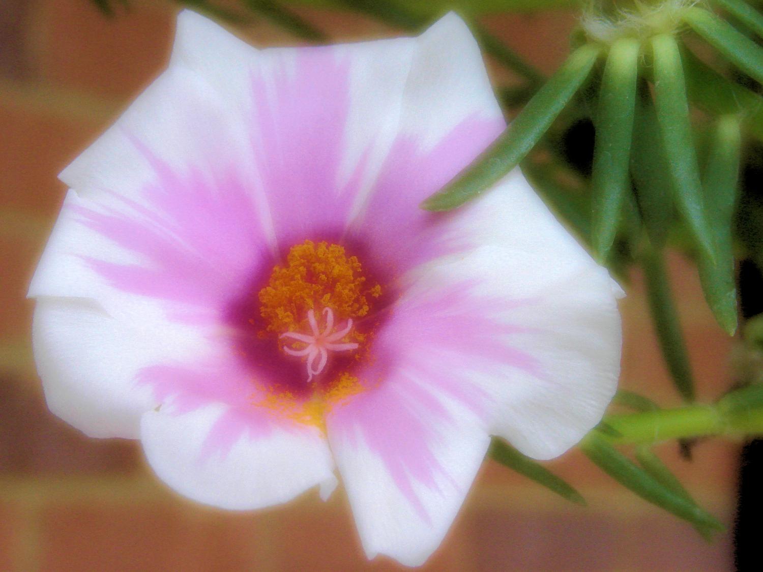  - Enhancing the beauty of nature - Techno-Impressionist Museum - Techno-Impressionism - art - beautiful - photo photography picture - by Tony Karp