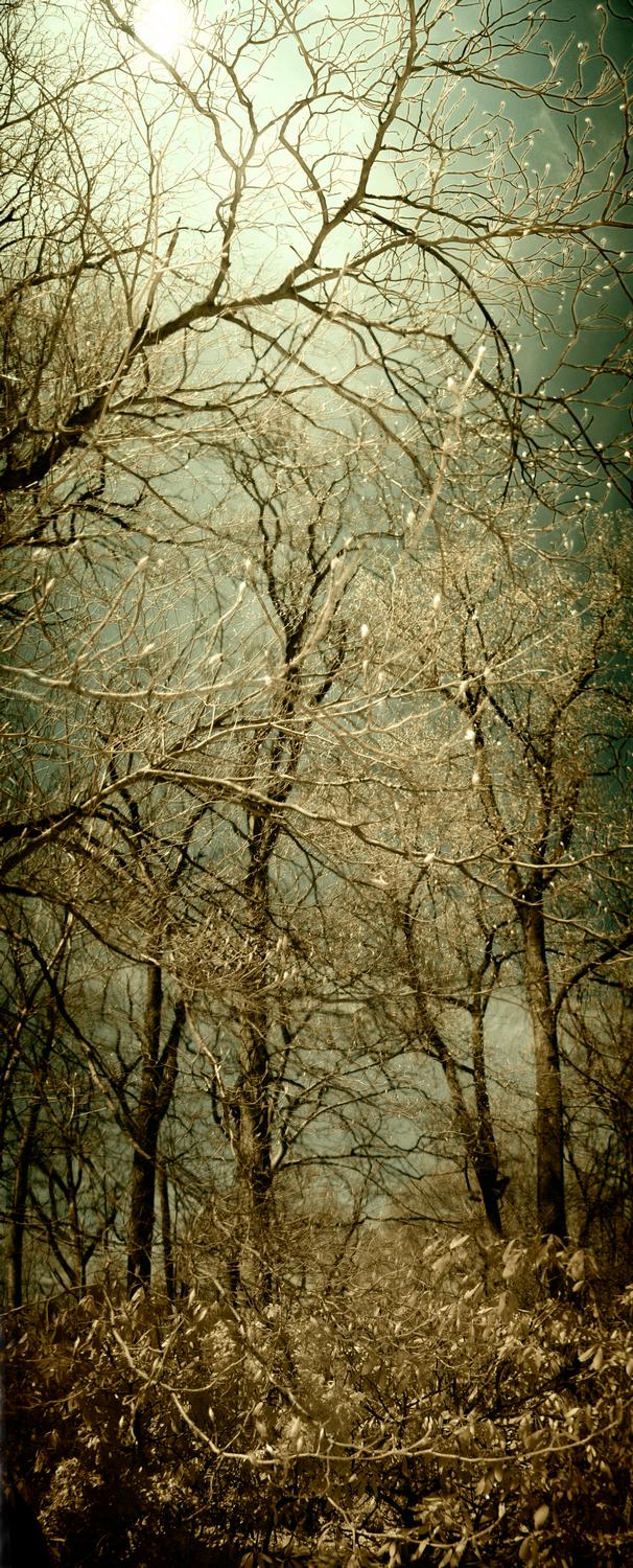 Tree panorama with glowing buds - by Tony Karp, techno-impressionism, art, artist - Tree panorama - glowing buds - Techno-Impressionist Museum - Techno-Impressionism - art - beautiful - photo photography picture - by Tony Karp
