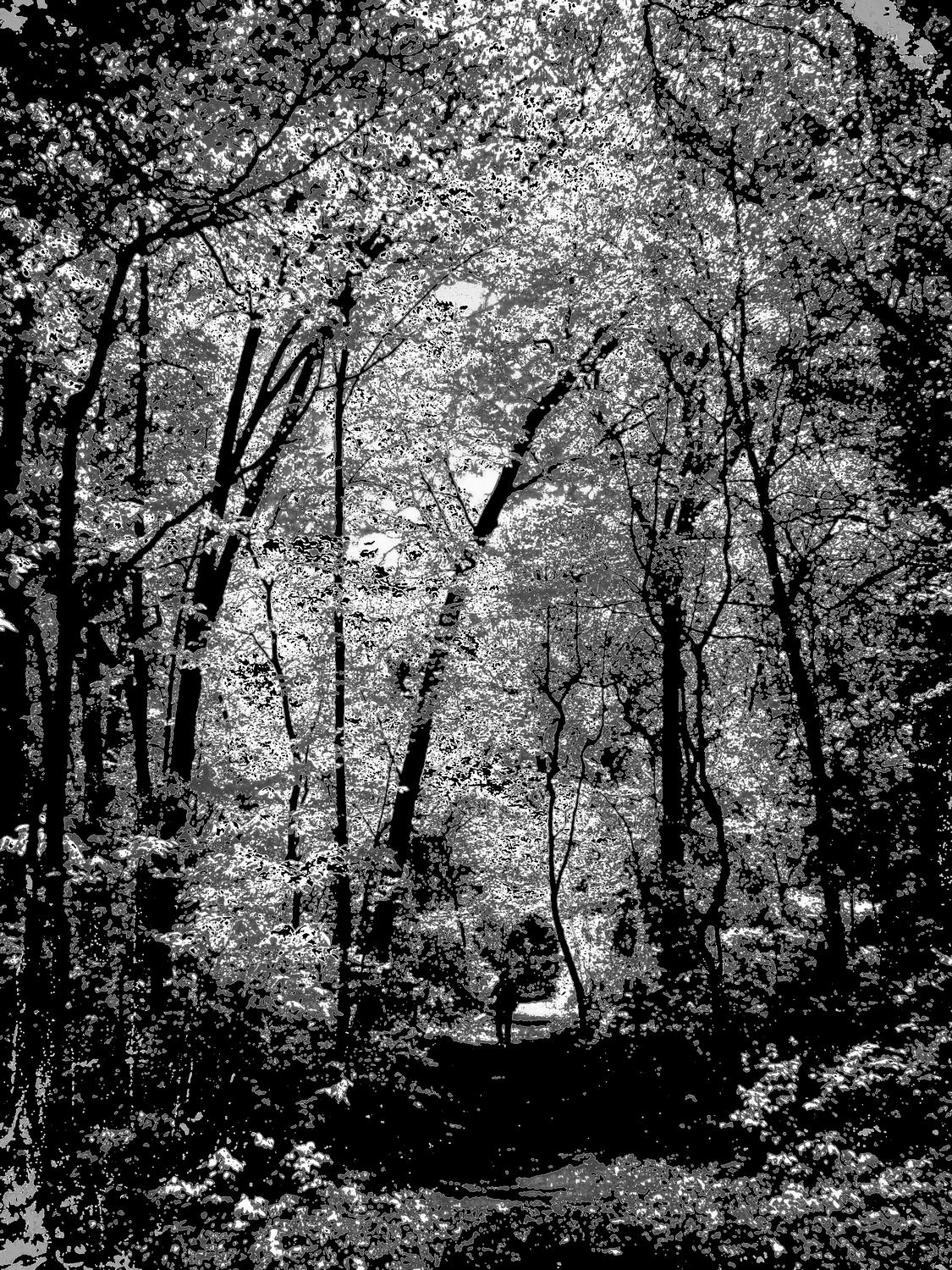 Enchanted forest by Tony Karp - Enchanted forest - Techno-Impressionist Museum - Techno-Impressionism - art - beautiful - photo photography picture - by Tony Karp