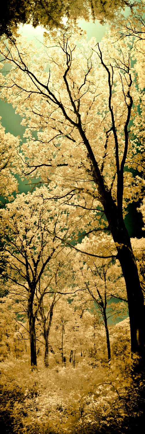 tree panorana in infrared with color added back in - <center>Greenish brown vertical tree pano - Techno-Impressionist Museum - Techno-Impressionism - art - beautiful - photo photography picture - by Tony Karp