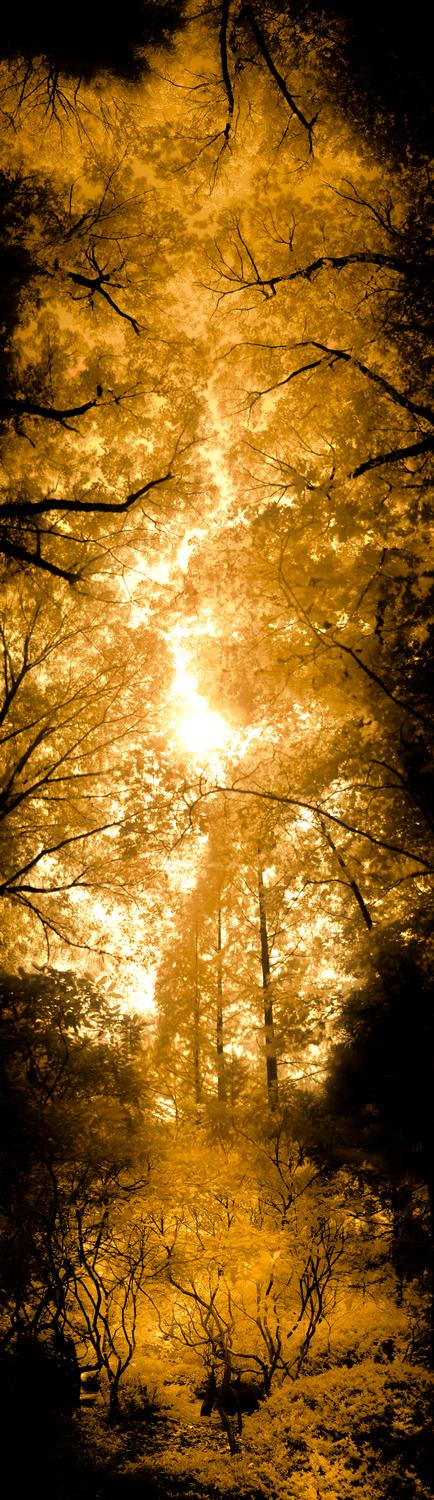  - Golden trees - Exhibit in the artist's studio/gallery - Techno-Impressionist Museum - Techno-Impressionism - art - beautiful - photo photography picture - by Tony Karp