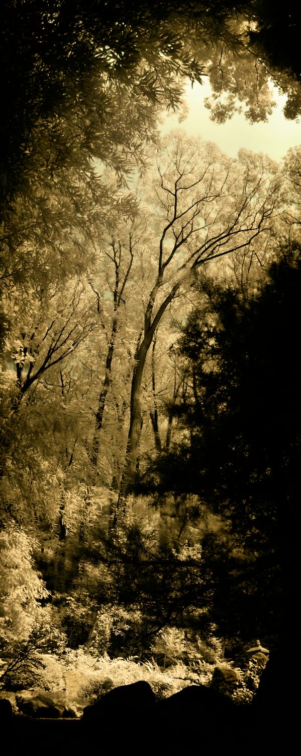 trees in the stroll garend in Long Island New York, picture shot in infrared with the color added back in - Dark brown stroll garden pano - Techno-Impressionist Museum - Techno-Impressionism - art - beautiful - photo photography picture - by Tony Karp