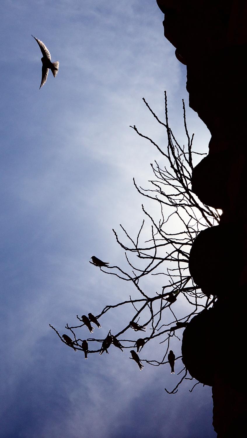  - Birds of the castle - Tony Karp Exhibit in the BB&T branch in the Town of Haymarket - Techno-Impressionist Museum - Techno-Impressionism - art - beautiful - photo photography picture - by Tony Karp