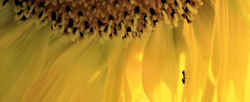  - A bug's life - Exhibit in the artist's studio/gallery - Techno-Impressionist Museum - Techno-Impressionism - art - beautiful - photo photography picture - by Tony Karp