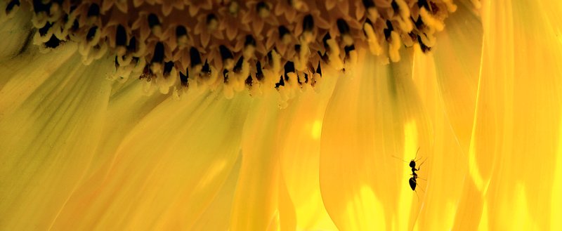 bright yellow sunflower with small ant - <center>A bug's life - Techno-Impressionist Museum - Techno-Impressionism - art - beautiful - photo photography picture - by Tony Karp