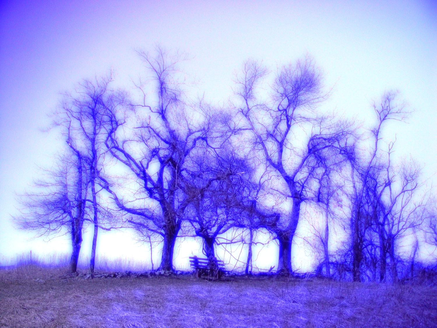 trees, Sky Meadows, by Tony Karp - Dancing Trees - Techno-Impressionist Museum - Techno-Impressionism - art - beautiful - photo photography picture - by Tony Karp