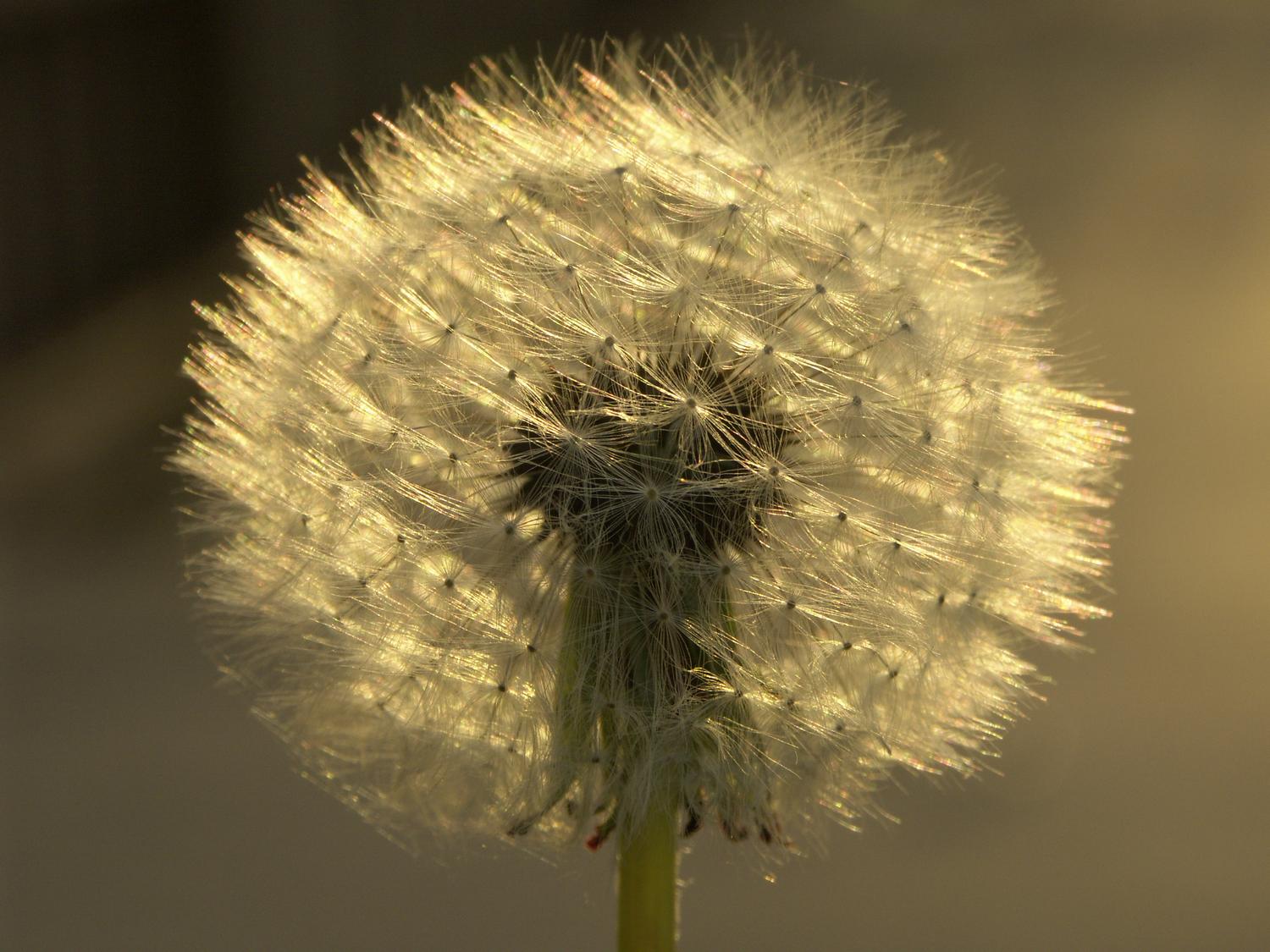  - Dandelions - Techno-Impressionist Museum - Techno-Impressionism - art - beautiful - photo photography picture - by Tony Karp