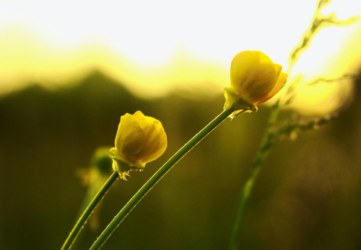  - <center>Flower # 5 - Techno-Impressionist Museum - Techno-Impressionism - art - beautiful - photo photography picture - by Tony Karp