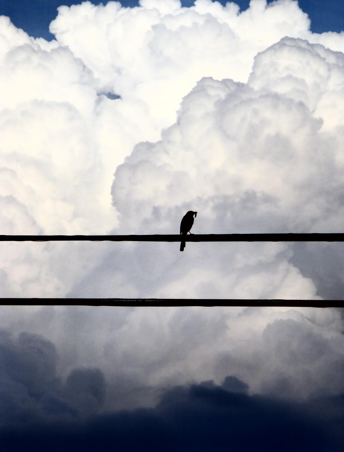lone bird sitting the electrical wire huge white and blue clouds in the background - Maybe nature has the answer - Techno-Impressionist Museum - Techno-Impressionism - art - beautiful - photo photography picture - by Tony Karp