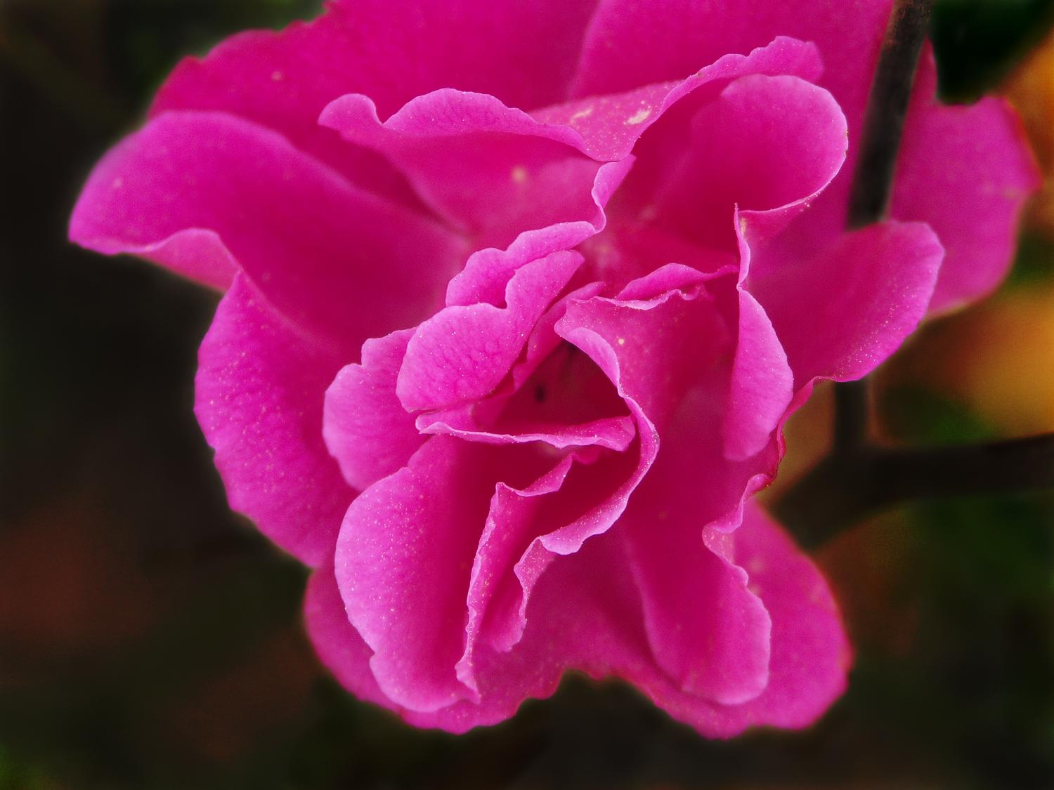  - <center>Flower # 1 - Techno-Impressionist Museum - Techno-Impressionism - art - beautiful - photo photography picture - by Tony Karp