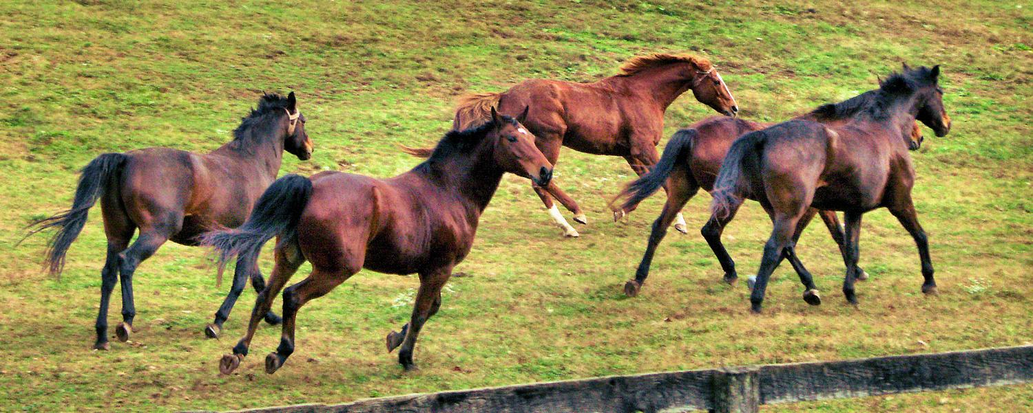 Five powerful and beautiful race horses running in the field. Different shades of brown on a hot summer day. The grass has turned brown from the heat. - Horses running - Techno-Impressionist Museum - Techno-Impressionism - art - beautiful - photo photography picture - by Tony Karp