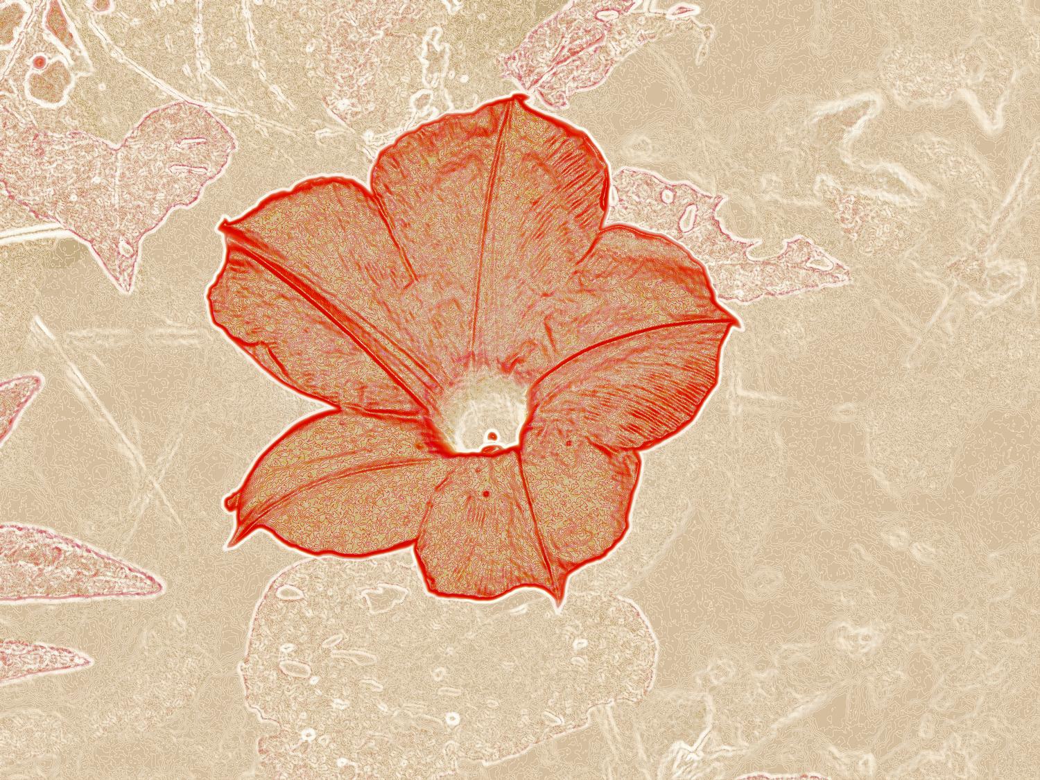 flower by Tony Karp - Flower with orange - Techno-Impressionist Museum - Techno-Impressionism - art - beautiful - photo photography picture - by Tony Karp