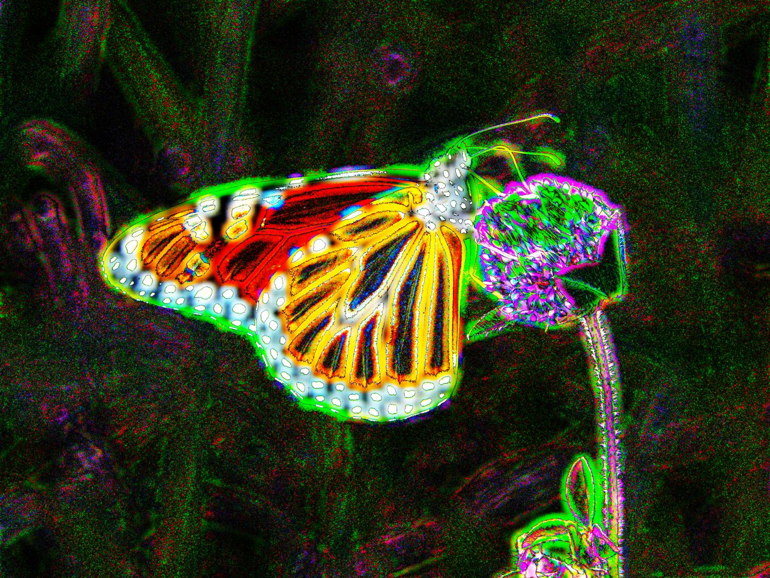 butterfly with a glow - Glowing butterfly</Center><p></p> - Techno-Impressionist Museum - Techno-Impressionism - art - beautiful - photo photography picture - by Tony Karp