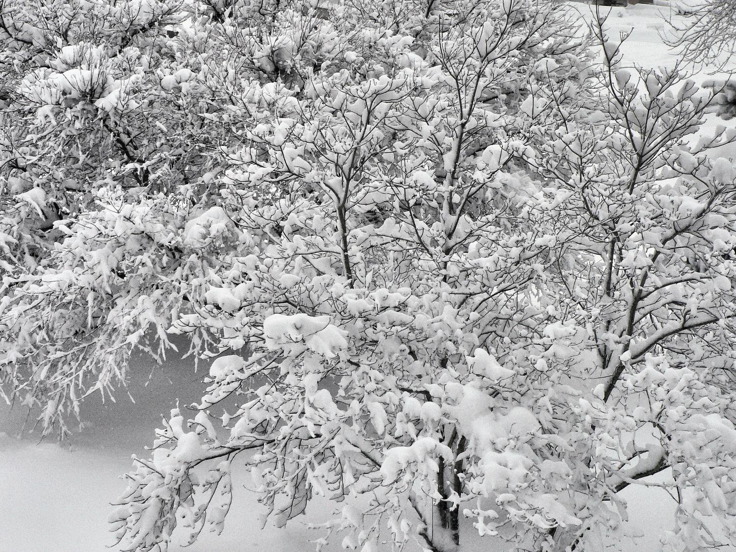  - Tree branches with snow - Exhibit in the artist's studio/gallery - Techno-Impressionist Museum - Techno-Impressionism - art - beautiful - photo photography picture - by Tony Karp