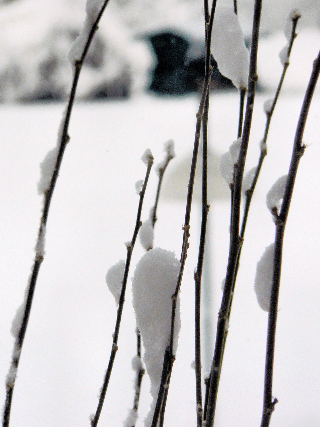 - <center>Close-up snow buds - Techno-Impressionist Museum - Techno-Impressionism - art - beautiful - photo photography picture - by Tony Karp