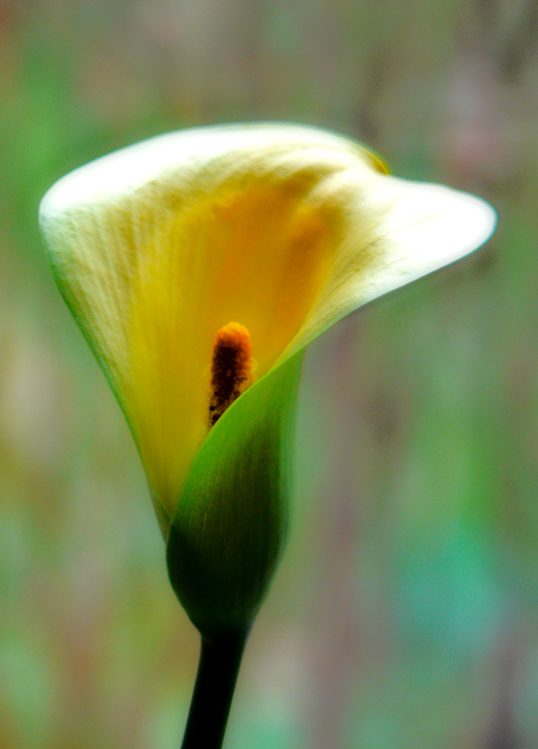 Calla lily by Tony Karp - Calla Lilly - Techno-Impressionist Museum - Techno-Impressionism - art - beautiful - photo photography picture - by Tony Karp