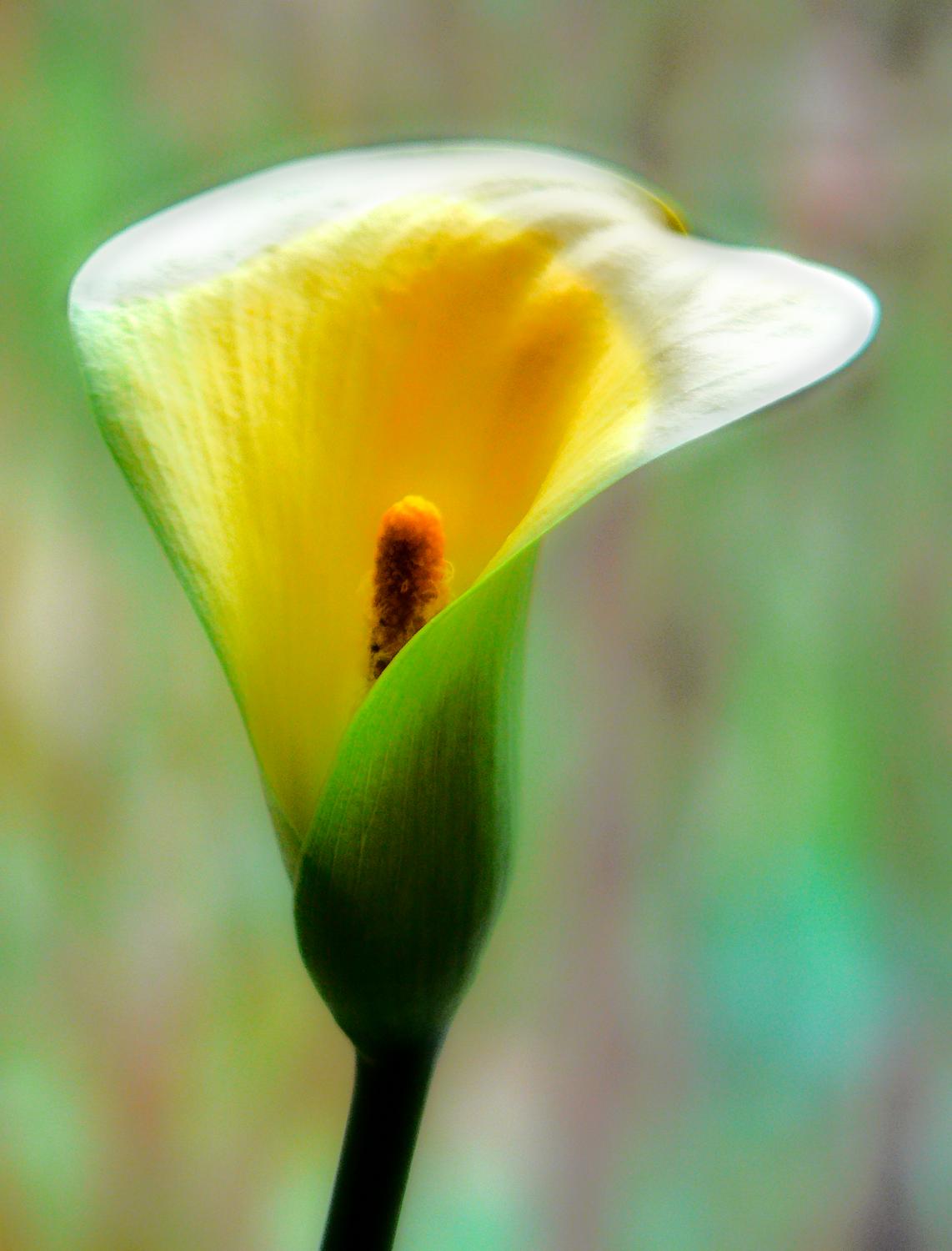  - <center>Flower # 2 - Techno-Impressionist Museum - Techno-Impressionism - art - beautiful - photo photography picture - by Tony Karp