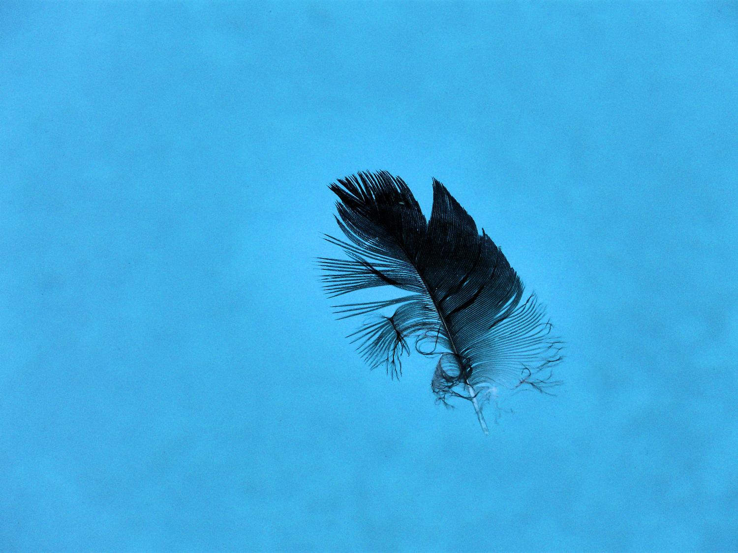 solitary feather floating in the blue water of our pool - <center>Pool feather - Techno-Impressionist Museum - Techno-Impressionism - art - beautiful - photo photography picture - by Tony Karp