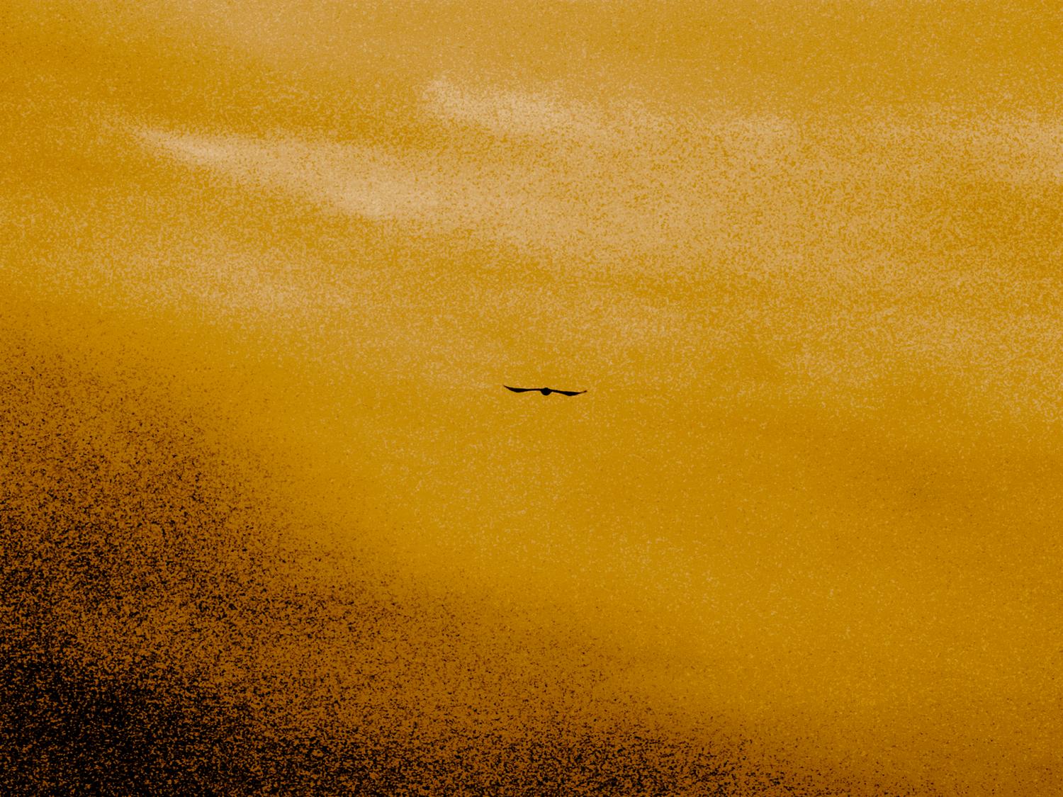 Turkey Vulture in the sky - by Tony Karp - Turkey Vulture in the sky - Techno-Impressionist Museum - Techno-Impressionism - art - beautiful - photo photography picture - by Tony Karp