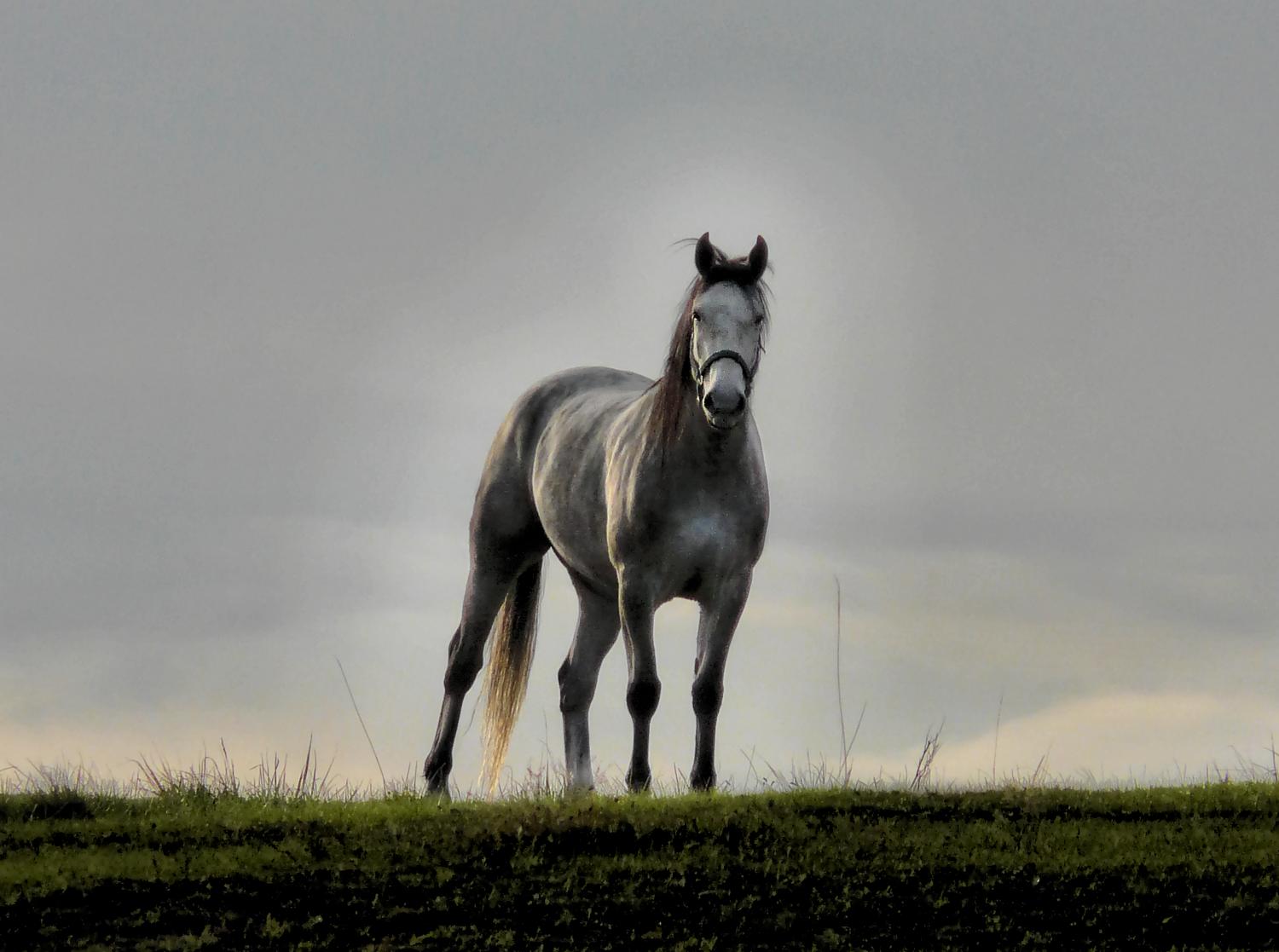 horse, by Tony Karp - Best of 2007 #2 - Techno-Impressionist Museum - Techno-Impressionism - art - beautiful - photo photography picture - by Tony Karp