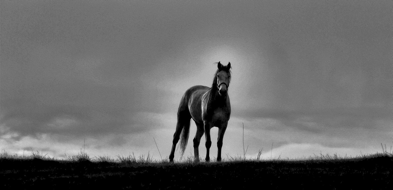 The artist's favorite mustang standing in the field with a glow around the horse - A favorite mustang< - Techno-Impressionist Museum - Techno-Impressionism - art - beautiful - photo photography picture - by Tony Karp