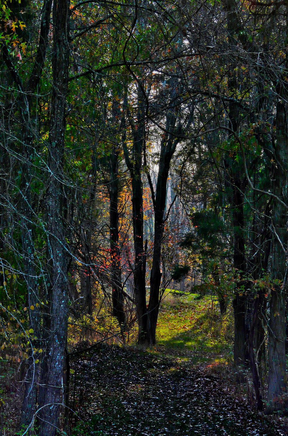 In the magical wood, by Tony Karp - In the magical woods</Center><p></p> - Techno-Impressionist Museum - Techno-Impressionism - art - beautiful - photo photography picture - by Tony Karp