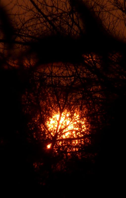 Sunrise through the trees, by Tony Karp - Sunrise through the trees - Techno-Impressionist Museum - Techno-Impressionism - art - beautiful - photo photography picture - by Tony Karp