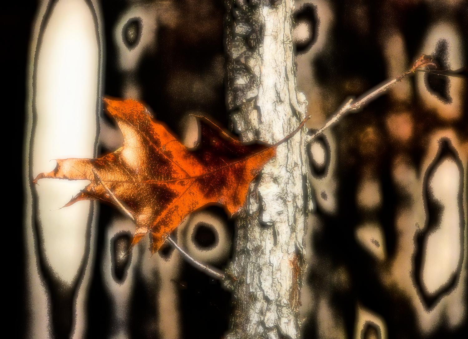 trees, by Tony Karp - Best of 2007 #4 - Techno-Impressionist Museum - Techno-Impressionism - art - beautiful - photo photography picture - by Tony Karp