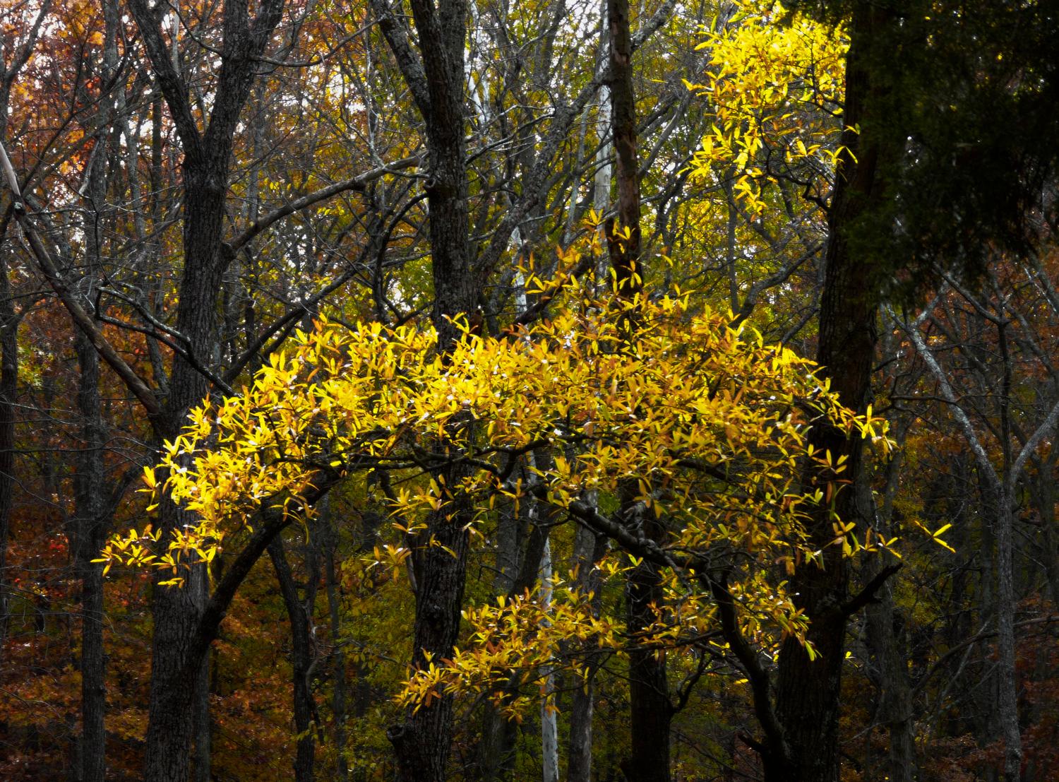 trees, by Tony Karp - Best of 2007 #9 - Techno-Impressionist Museum - Techno-Impressionism - art - beautiful - photo photography picture - by Tony Karp