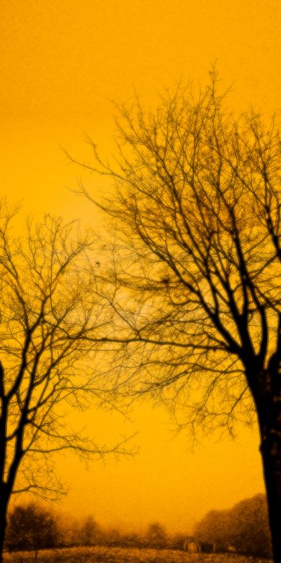  - Trees in the mist - Techno-Impressionist Museum - Techno-Impressionism - art - beautiful - photo photography picture - by Tony Karp