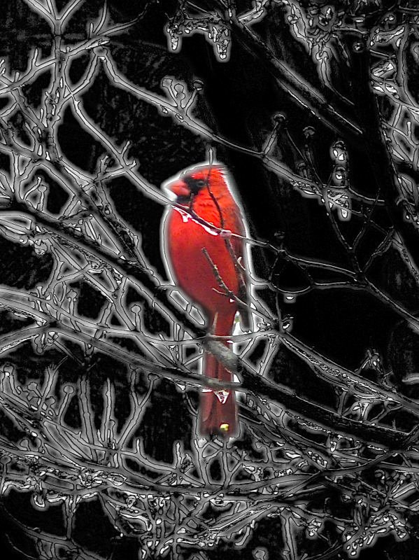 Cardinal in winter by Tony Karp - I love you - Techno-Impressionist Museum - Techno-Impressionism - art - beautiful - photo photography picture - by Tony Karp