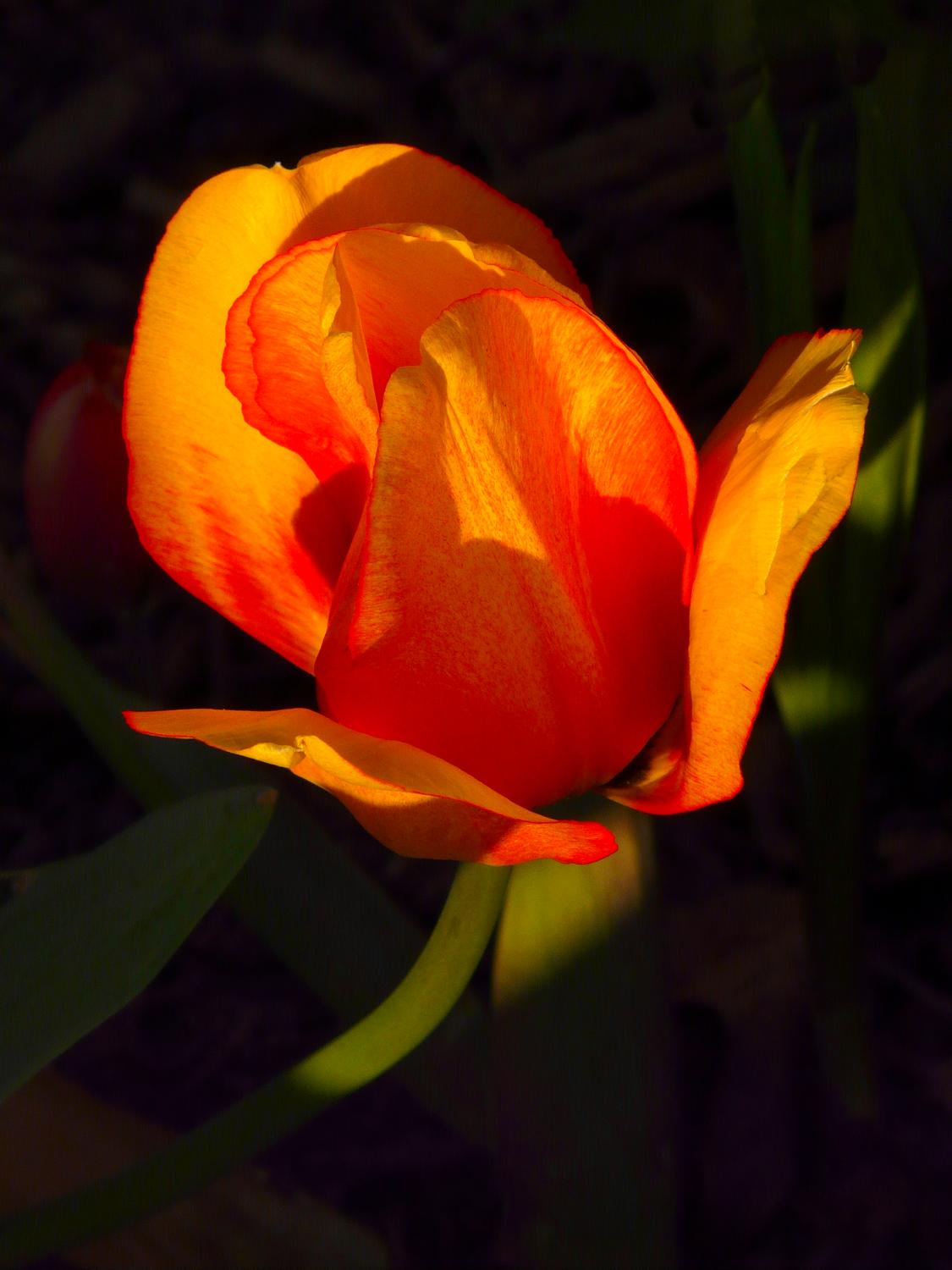  - Cherish the flowers - Techno-Impressionist Museum - Techno-Impressionism - art - beautiful - photo photography picture - by Tony Karp