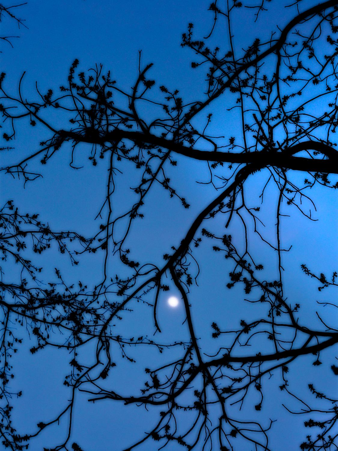  - Moon in the tree</Center><p></p> - Techno-Impressionist Museum - Techno-Impressionism - art - beautiful - photo photography picture - by Tony Karp
