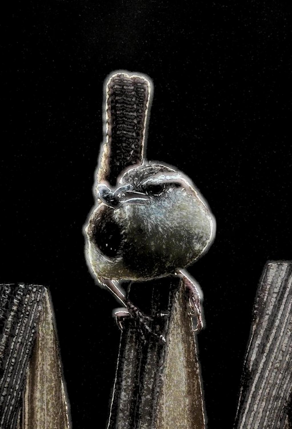  - Come back little wrens - Techno-Impressionist Museum - Techno-Impressionism - art - beautiful - photo photography picture - by Tony Karp
