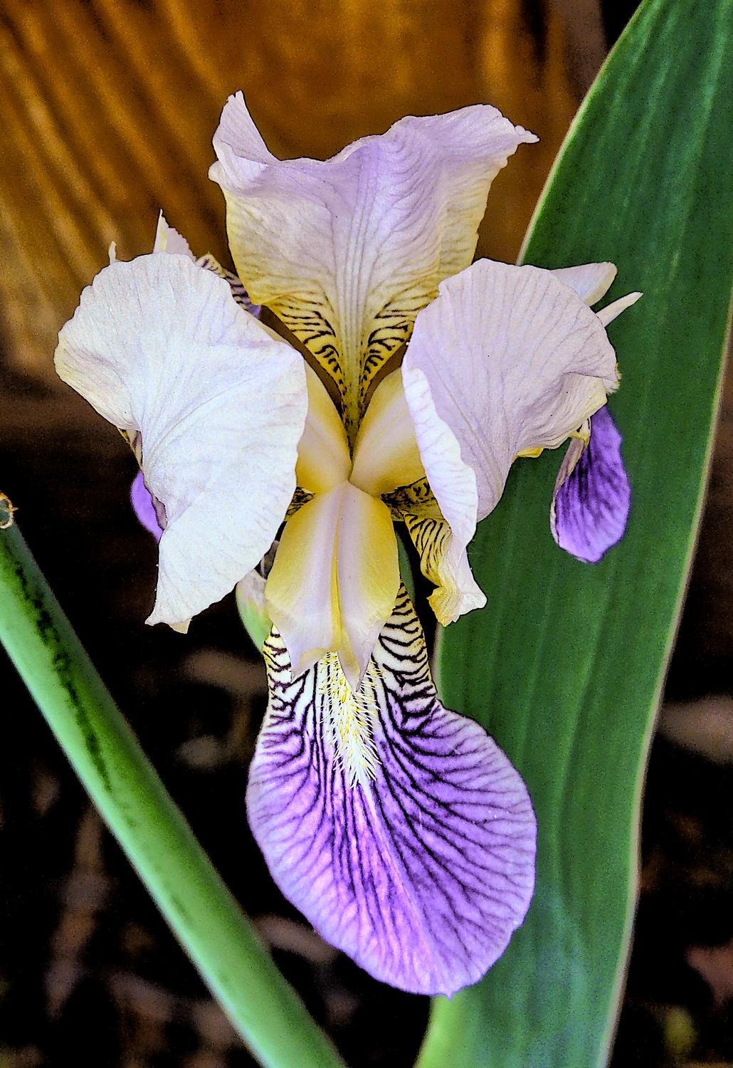  - <center>Flower # 6 - Techno-Impressionist Museum - Techno-Impressionism - art - beautiful - photo photography picture - by Tony Karp