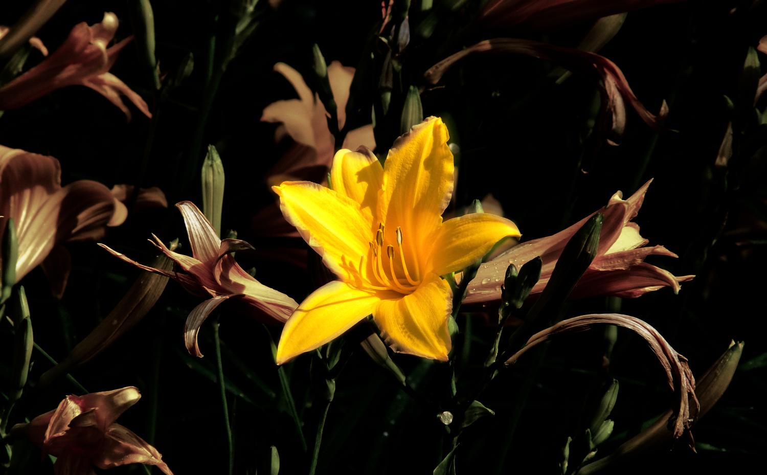  - <center>Yellow flower against dull background - Techno-Impressionist Museum - Techno-Impressionism - art - beautiful - photo photography picture - by Tony Karp