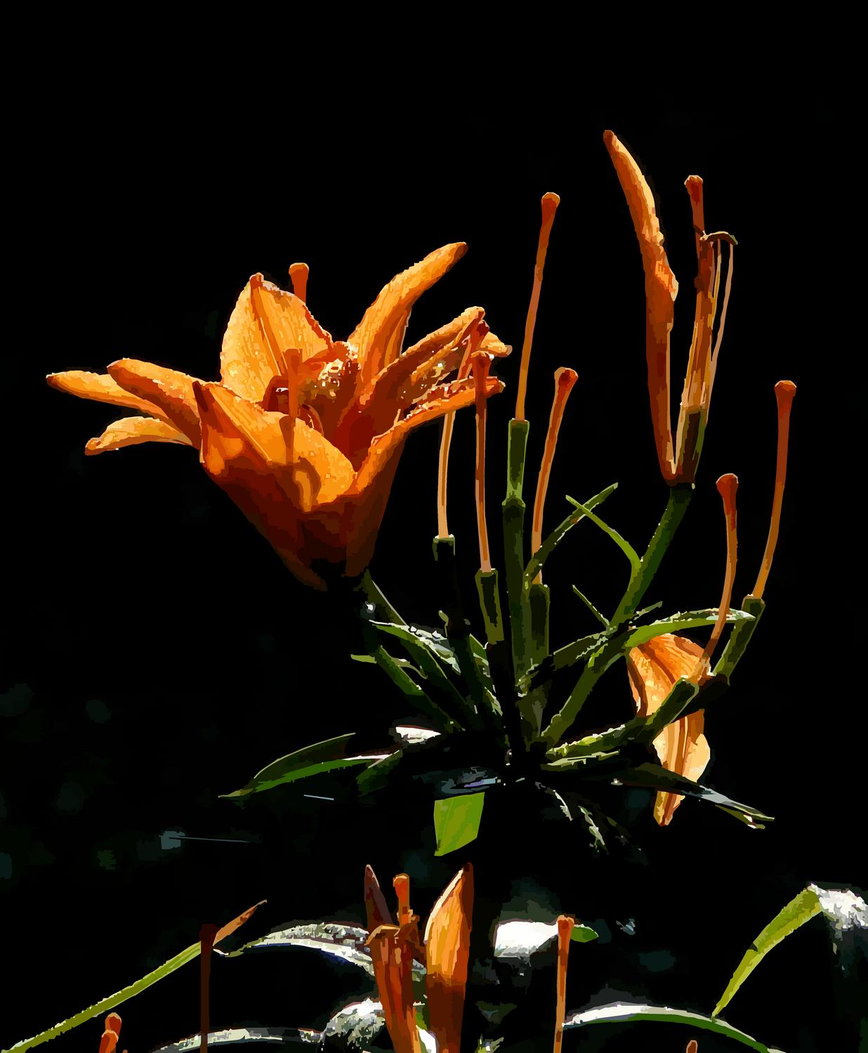Day lillies with a black background Group of lilies found while walking on the road where the artist lives - <center>Older flower addressing a group of younger flowers - Techno-Impressionist Museum - Techno-Impressionism - art - beautiful - photo photography picture - by Tony Karp