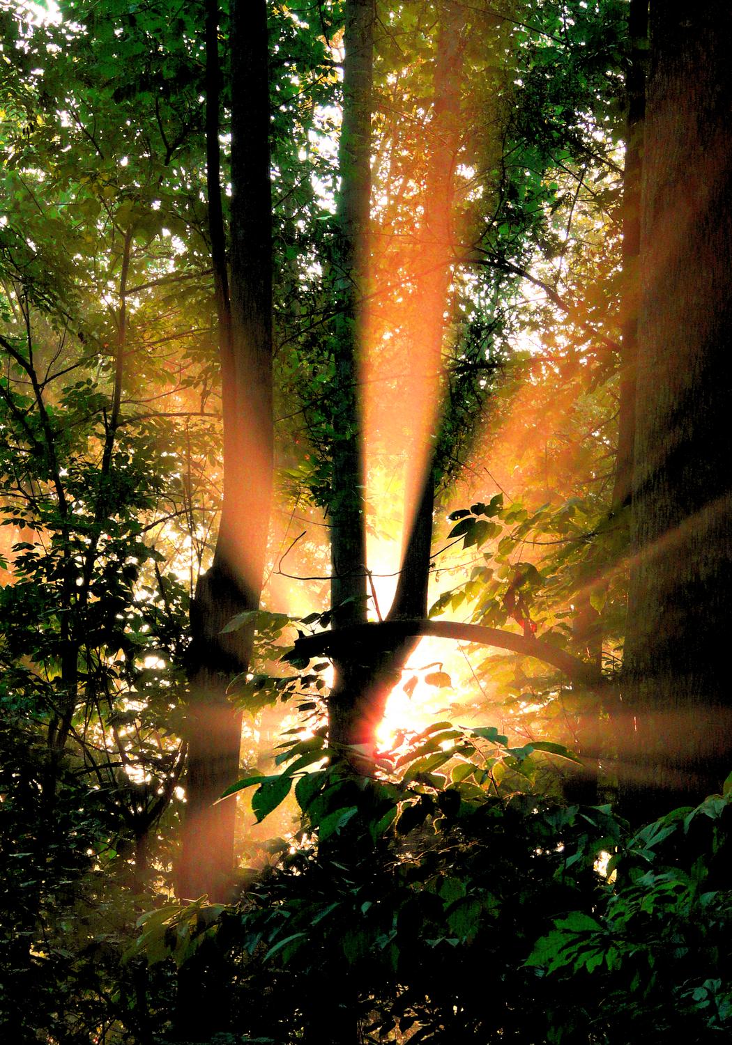 sunlight lighting up the tree in the forest along the road - <center>A light in the forest - Techno-Impressionist Museum - Techno-Impressionism - art - beautiful - photo photography picture - by Tony Karp