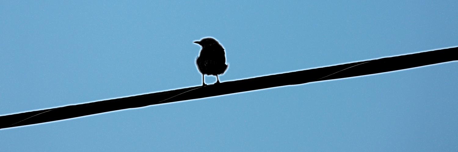 - <center>Bird on a wire #2 - Techno-Impressionist Museum - Techno-Impressionism - art - beautiful - photo photography picture - by Tony Karp