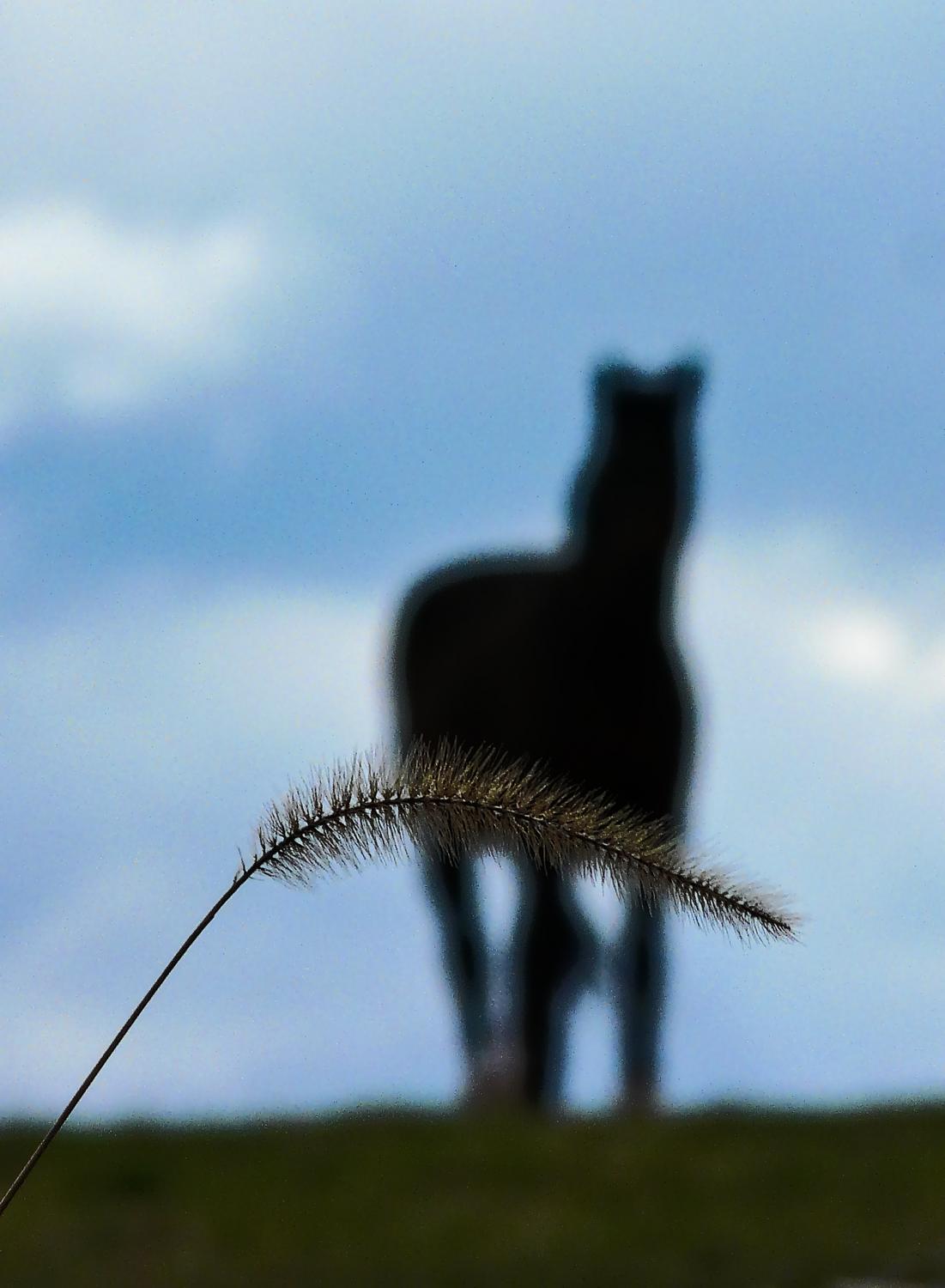 Horse on the hill with a blade of grass against a blue sky - Horse #2 < - Techno-Impressionist Museum - Techno-Impressionism - art - beautiful - photo photography picture - by Tony Karp