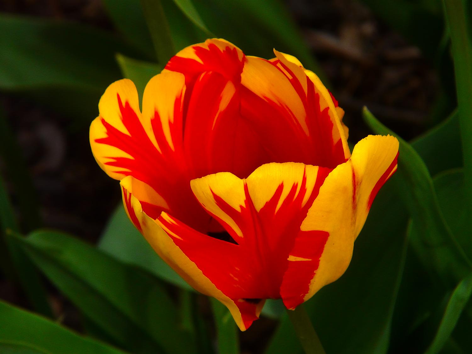 yellow and red tulip background details have been removed. Dramatic flower - A deeper understanding - Techno-Impressionist Museum - Techno-Impressionism - art - beautiful - photo photography picture - by Tony Karp