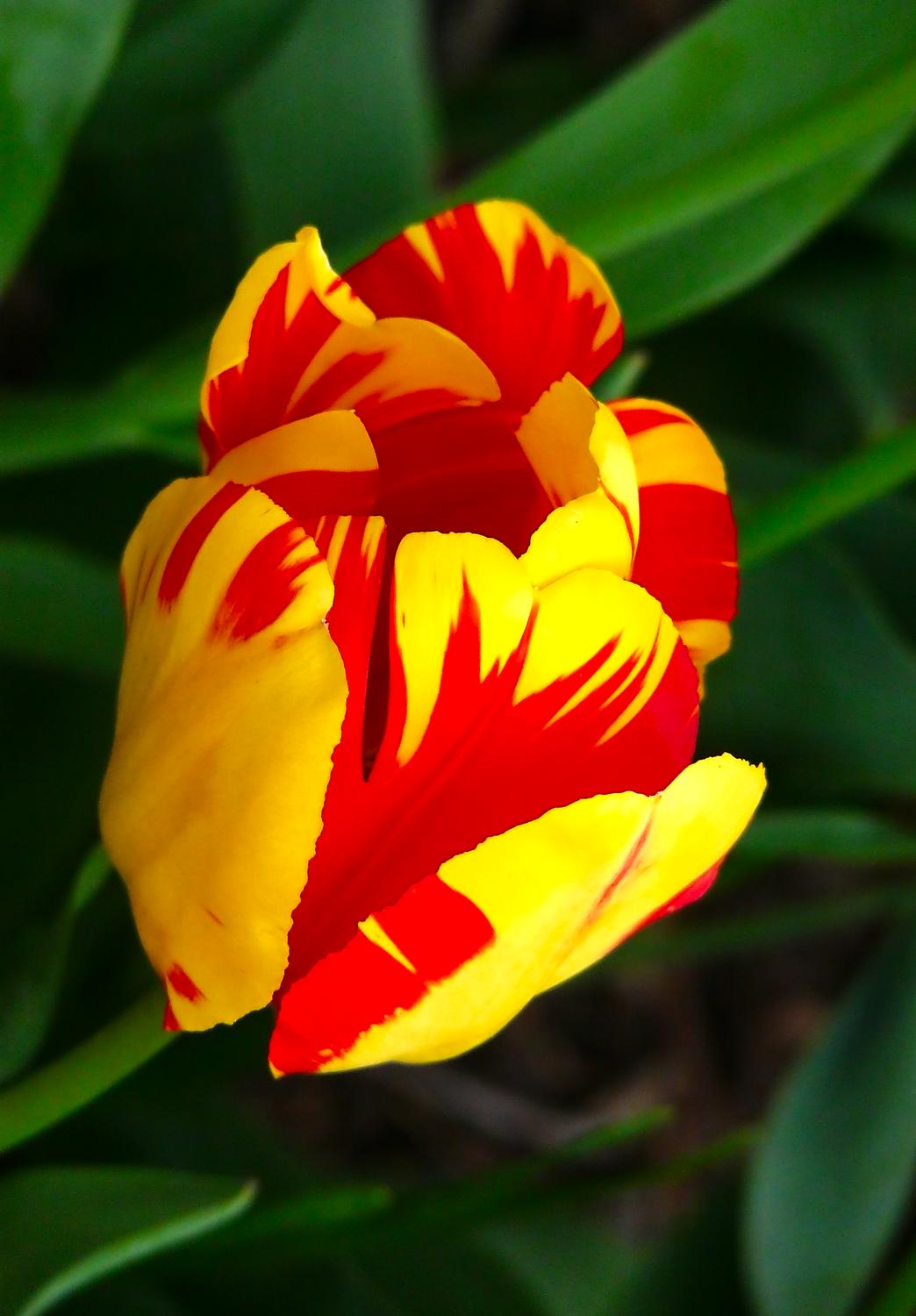 glorious red and yellow tulip background subdued - Nature - such a precious gift - Techno-Impressionist Museum - Techno-Impressionism - art - beautiful - photo photography picture - by Tony Karp