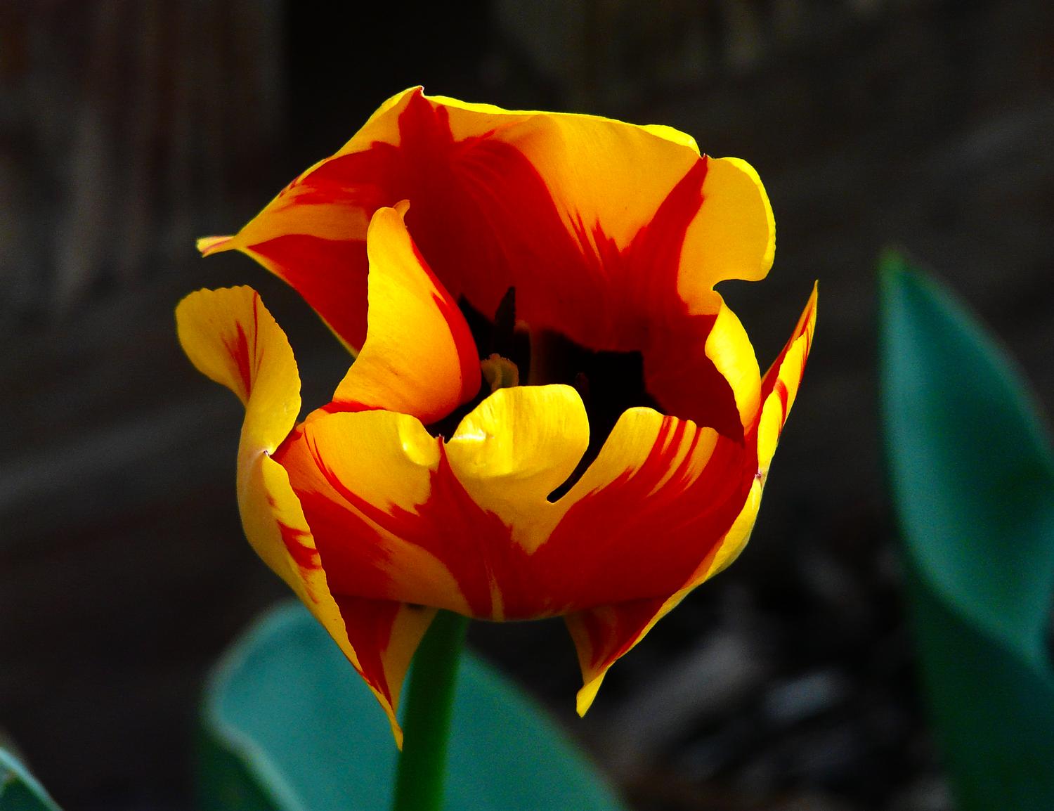 red and yellow tulip from our garden - Nature - such a precious gift - Techno-Impressionist Museum - Techno-Impressionism - art - beautiful - photo photography picture - by Tony Karp