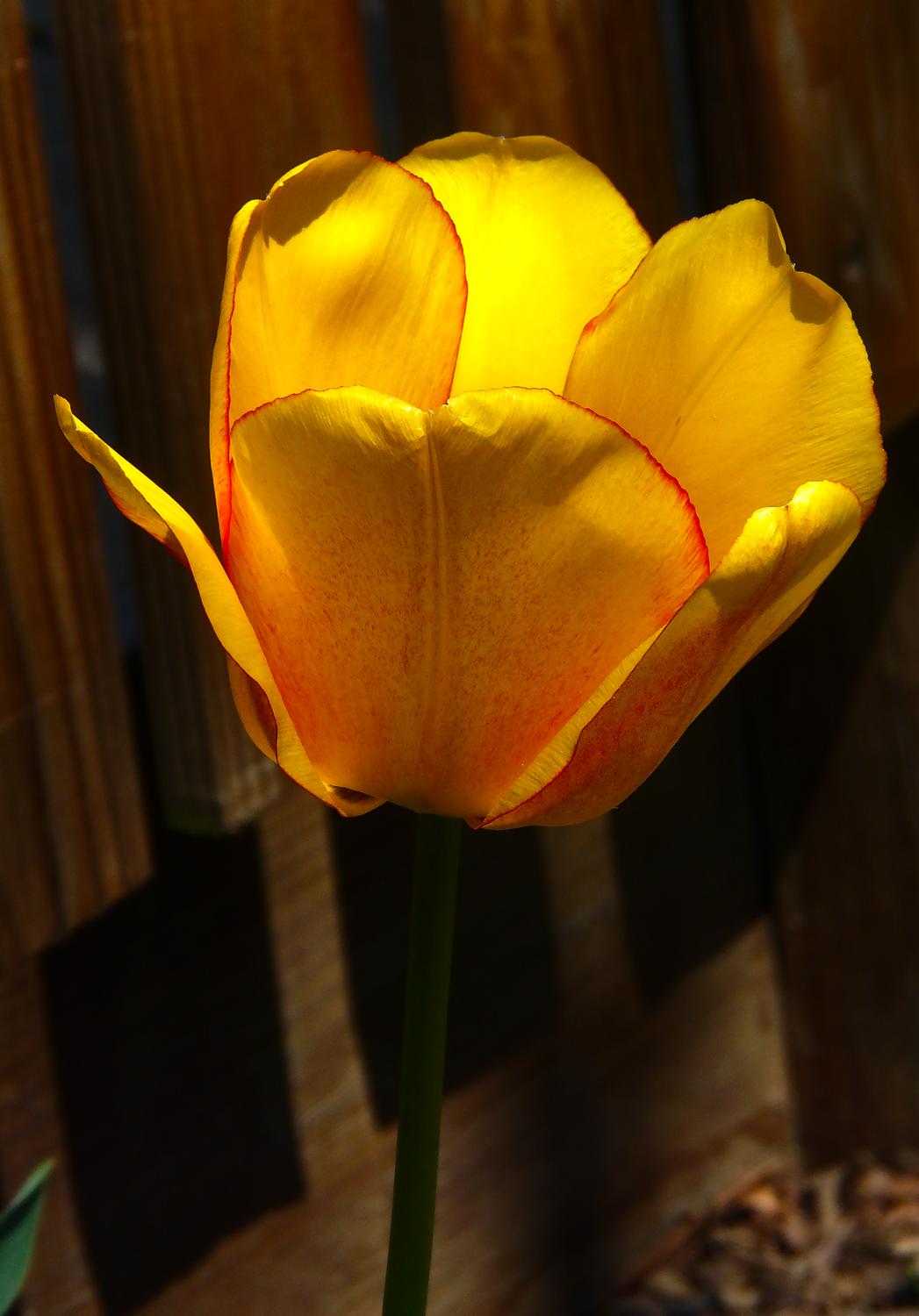glowing yellow tulip with red outline - Nature - such a precious gift - Techno-Impressionist Museum - Techno-Impressionism - art - beautiful - photo photography picture - by Tony Karp