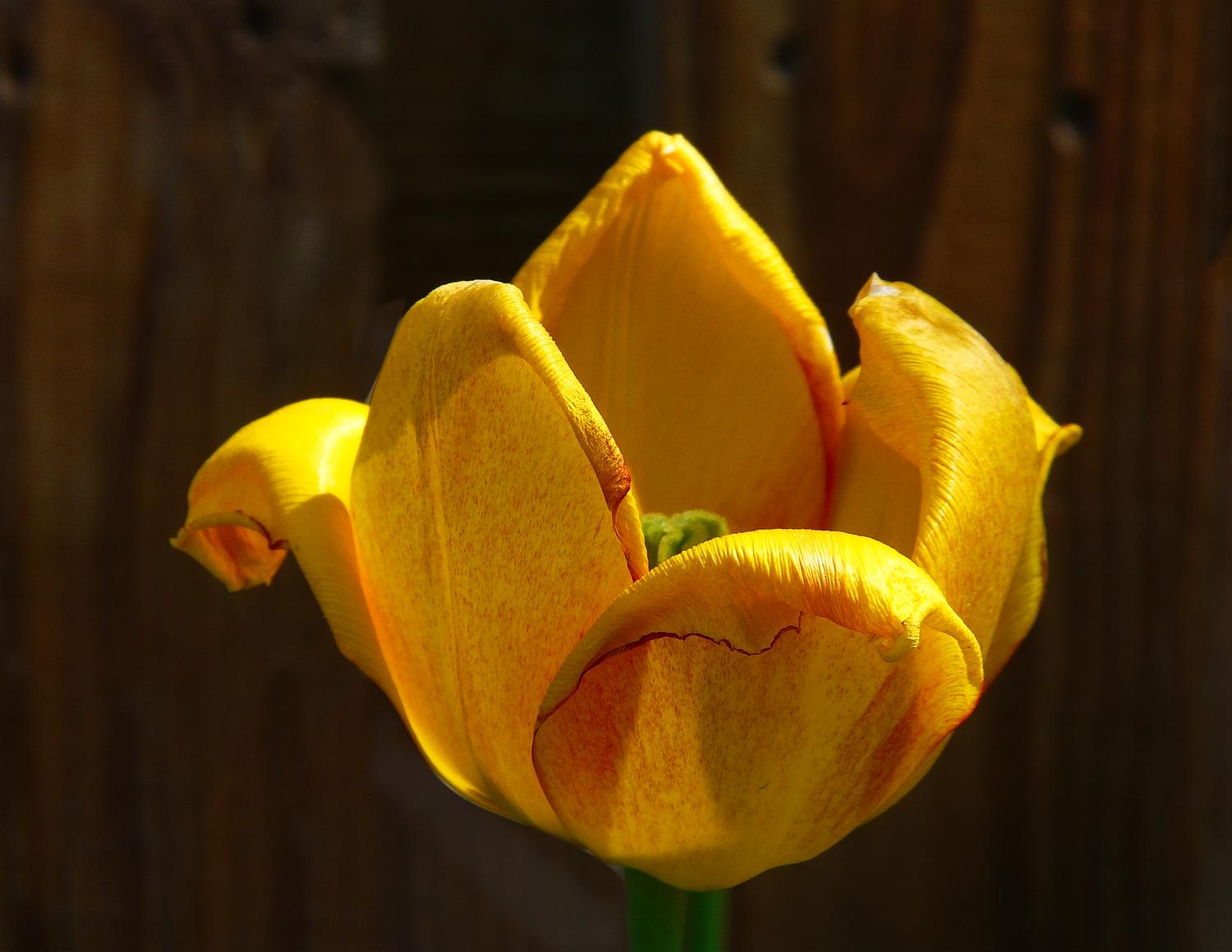 stark yellow tulip - Nature - such a precious gift - Techno-Impressionist Museum - Techno-Impressionism - art - beautiful - photo photography picture - by Tony Karp