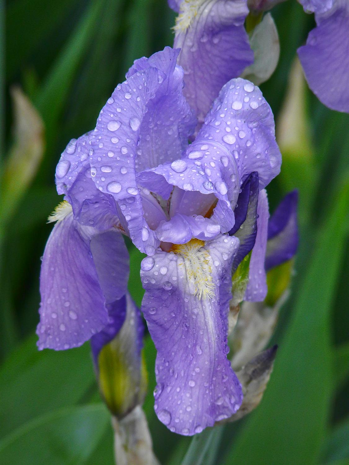 first purple iris in a three part transformation - <center>The eyes have it series #1 - Techno-Impressionist Museum - Techno-Impressionism - art - beautiful - photo photography picture - by Tony Karp