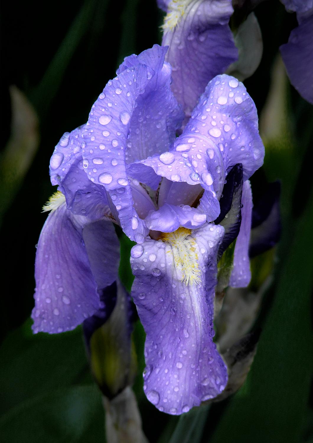 wet purrple iris a flowe the muse grew for her artist iris from my backyard - Wet purple iris - Techno-Impressionist Museum - Techno-Impressionism - art - beautiful - photo photography picture - by Tony Karp