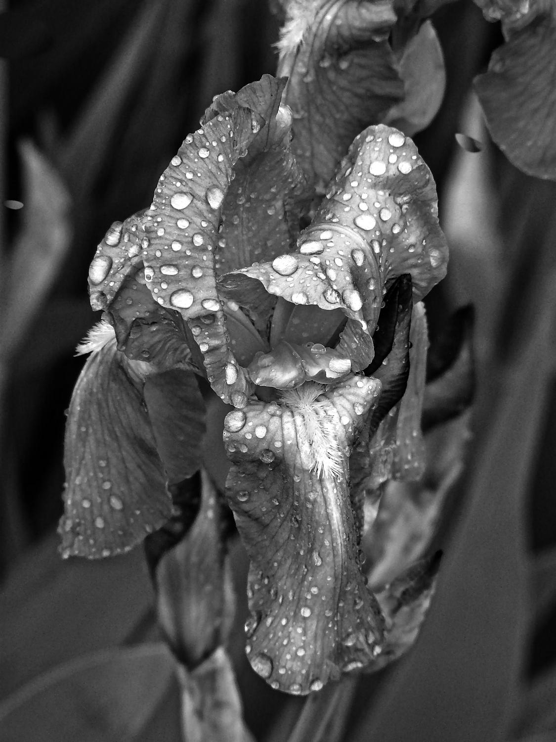 third iris in the three part transition seen as black and white iris looks silver - <center>The eyes have it series #3 - Techno-Impressionist Museum - Techno-Impressionism - art - beautiful - photo photography picture - by Tony Karp